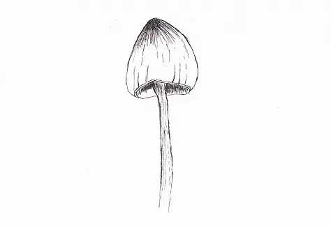 Champignon au feutre fin Pigma Micron