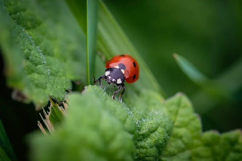 Coccinelle