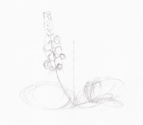 Dessin plante Véronique officinale traits de construction