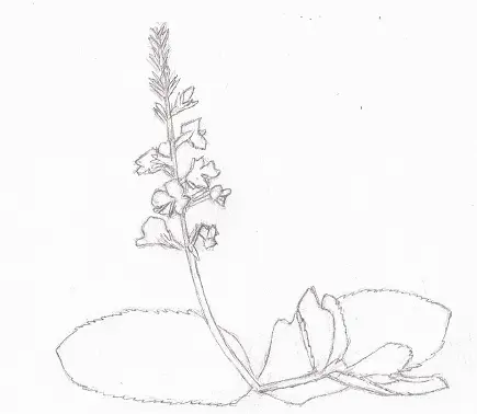 Dessin plante Véronique officinale contours