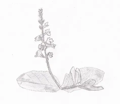 Dessin plante Véronique officinale