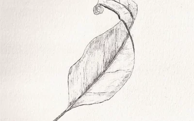 Pigma Micron : test et avis pour le dessin naturaliste