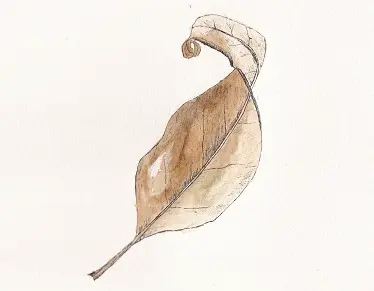 Feuille au feutre fin Pigma Micron et à l'aquarelle