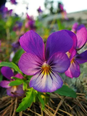 Fleur de Pensée sauvage