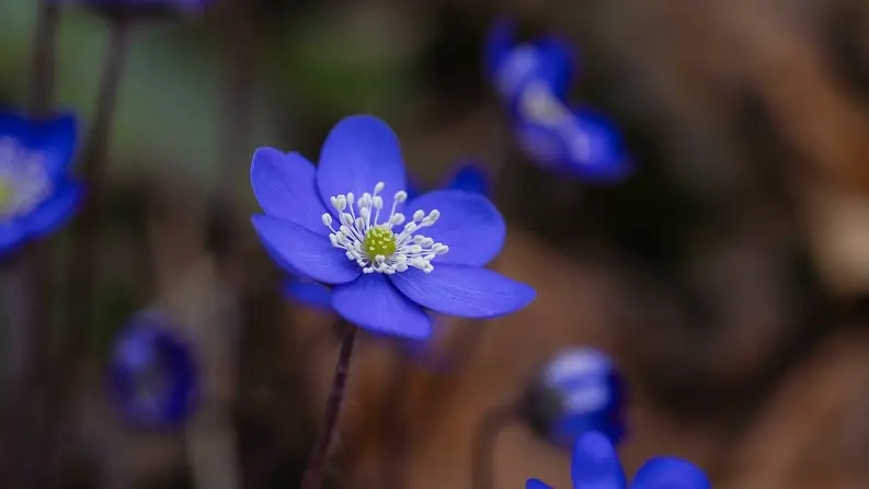 Fleur sauvage bleue Hépatique