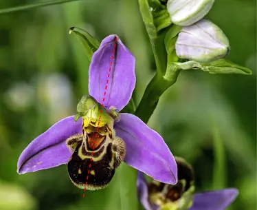 Fleur Ophrys abeille symétrie bilatérale