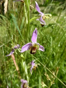 Orchidée sauvage Oprhys abeille