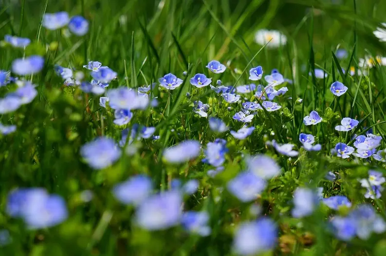 Plante sauvage Véronique