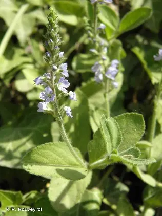 Véronique officinale plante sauvage