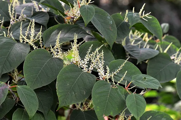 Renouée du Japon en fleurs