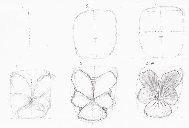 Dessin d'une fleur de Pensée sauvage étape par étape