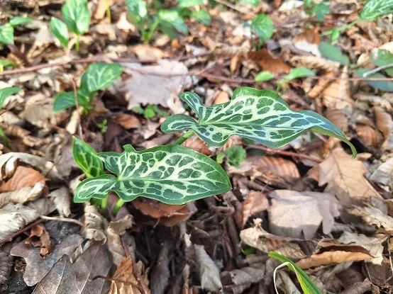 Feuilles d'Arum d'Italie