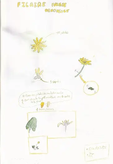 Page de Nature journaling carnet nature sur une Ficaire fausse renoncule