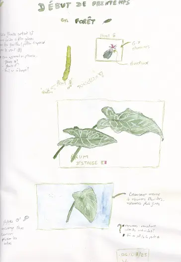 Page de Nature journaling en forêt, Arum d'Italie et Noisetier