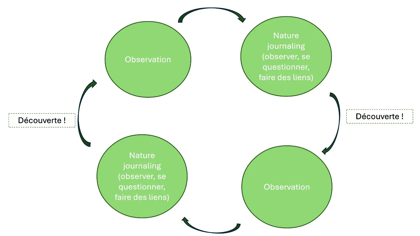 Schéma sur la démarche de Nature journaling