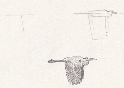 Dessin d'un Héron en vol en 3 étapes