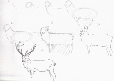 Dessin pas à pas et traits de construction pour un cerf