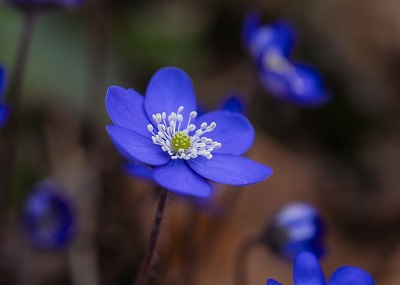 Fleur sauvage bleue Hépatique