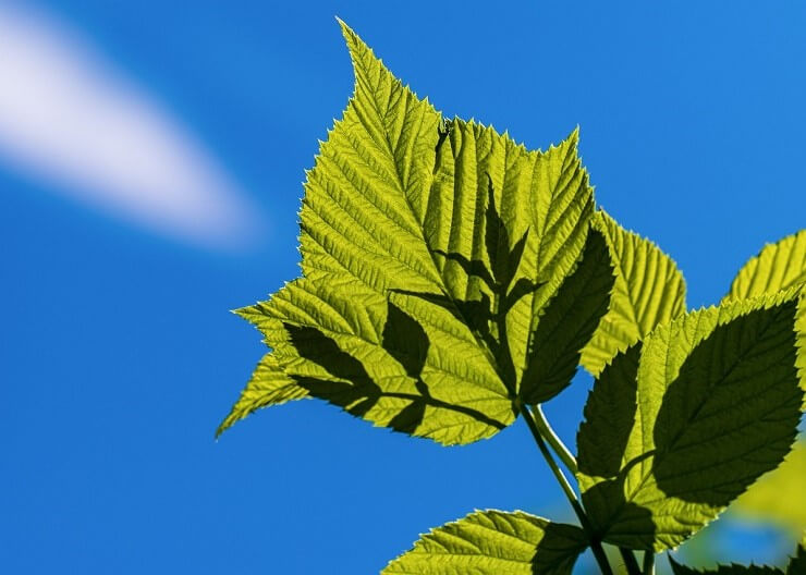 Ombres sur une feuille d'arbre